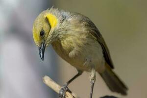 Grey Fronted Honeyeater photo