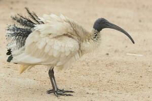 ibis blanco australiano foto