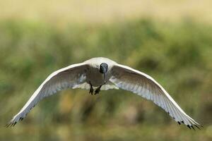 Australian White Ibis photo