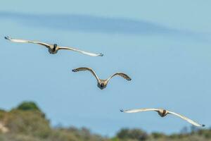 Australian White Ibis photo