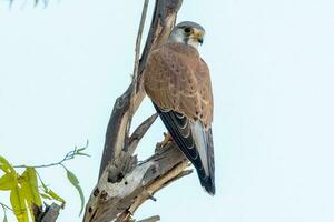 Australian Nankeen Kestrel photo