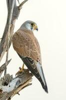 Australian Nankeen Kestrel photo