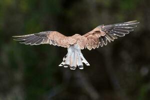 Australian Nankeen Kestrel photo