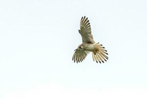 Australian Nankeen Kestrel photo