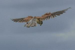 Australian Nankeen Kestrel photo