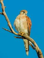 Australian Nankeen Kestrel photo