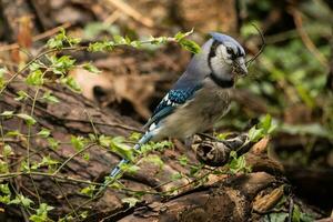 Blue Jay in USA photo