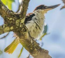 Collared Kingfisher in Australia photo