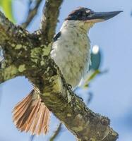 Collared Kingfisher in Australia photo
