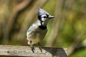 Blue Jay in USA photo