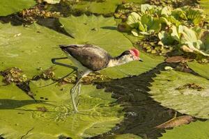 Comb Crested Jacana photo