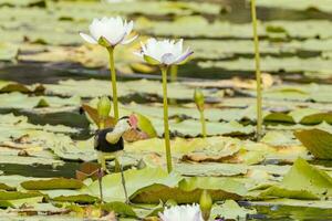 Comb Crested Jacana photo