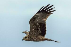 Black Kite in Australia photo