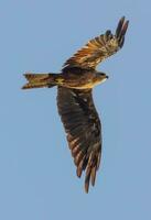 Black Kite in Australia photo