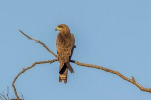 Black Kite in Australia photo