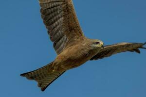 Black Kite in Australia photo