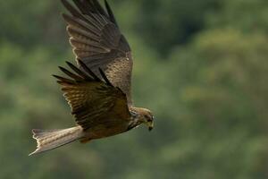 Black Kite in Australia photo