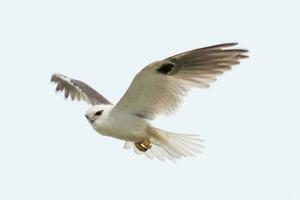 Black Shouldered Kite photo