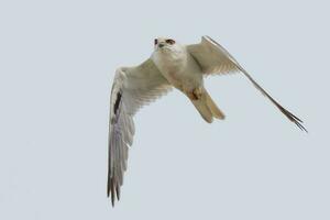 Black Shouldered Kite photo