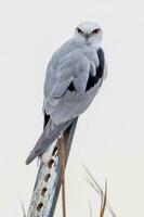 Black Shouldered Kite photo