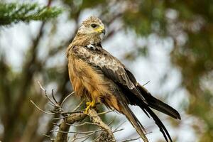 Black Kite in Australia photo