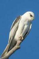 Black Shouldered Kite photo