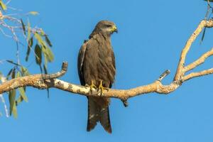 Black Kite in Australia photo