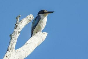 Forest Kingfisher in Australia photo