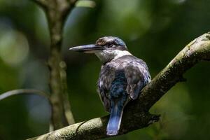 Forest Kingfisher in Australia photo