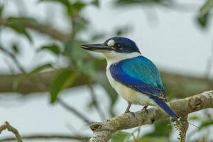 Forest Kingfisher in Australia photo