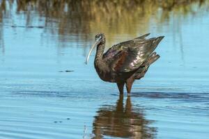 Glossy Ibis in Australia photo