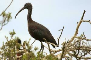 lustroso ibis en Australia foto