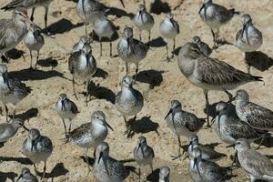 Great Knot in Australia photo