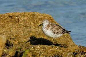 Great Knot in Australia photo