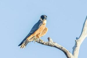 Australian Hobby in Australia photo