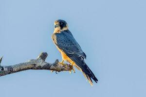 Australian Hobby in Australia photo