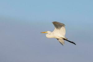 Intermediate Egret in Australia photo