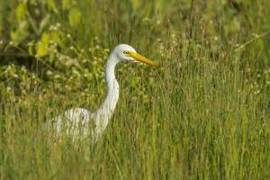 Intermediate Egret in Australia photo