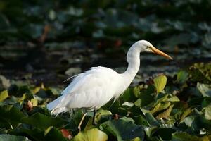 Intermediate Egret in Australia photo