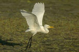 Intermediate Egret in Australia photo