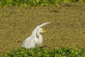 Intermediate Egret in Australia photo