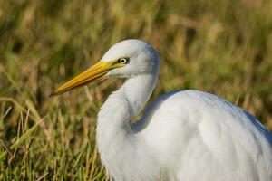 Intermediate Egret in Australia photo