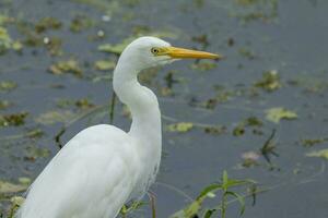 Intermediate Egret in Australia photo