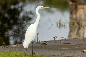 Intermediate Egret in Australia photo