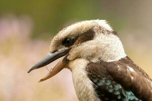 riendo Kookaburra en Australia foto