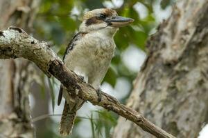 riendo Kookaburra en Australia foto