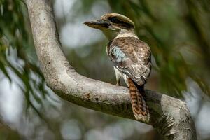 riendo Kookaburra en Australia foto