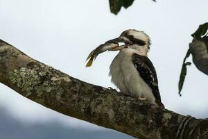 riendo Kookaburra en Australia foto