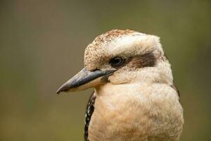 riendo Kookaburra en Australia foto