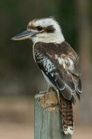 riendo Kookaburra en Australia foto